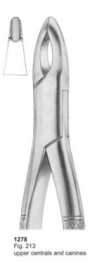  Fig. 213 upper centrals and canines 